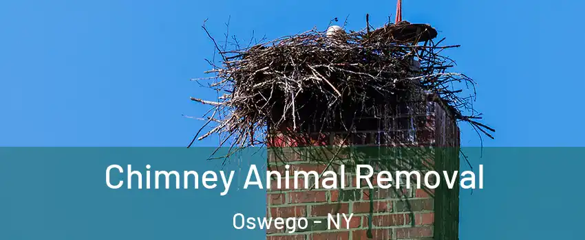  Chimney Animal Removal Oswego - NY