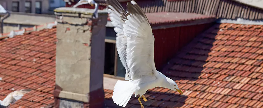 Residential Chimney Animal Removal Solution in Oswego, NY