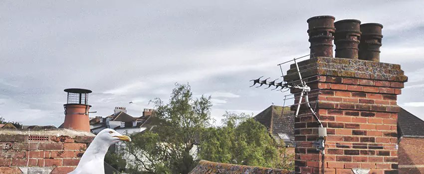 Chimney Cleaning And Restoration in Oswego, New York